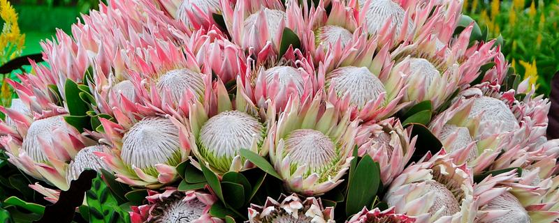 帝王花有什么虫害,常见介壳虫、黑甲虫等种类