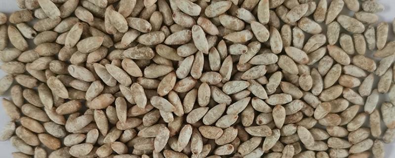 棉花留种的注意事项,喷过乙烯利的棉田不宜留种