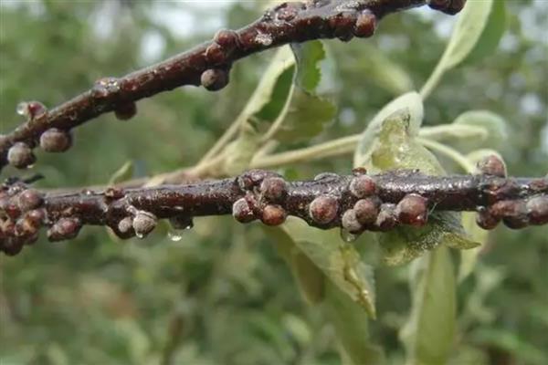 帝王花有什么虫害,常见介壳虫、黑甲虫等种类