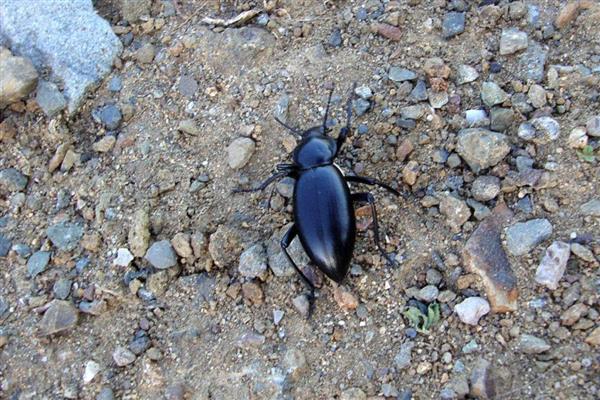 帝王花有什么虫害,常见介壳虫、黑甲虫等种类