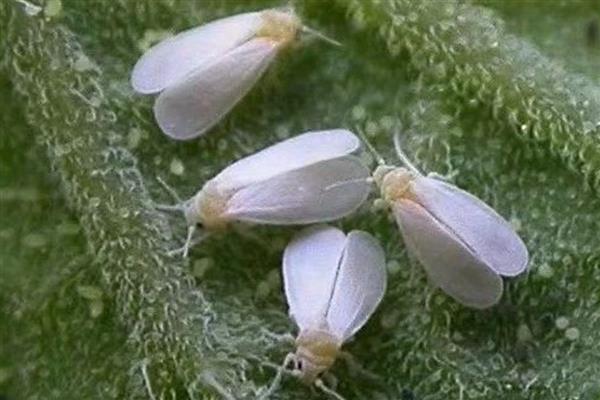 帝王花有什么虫害,常见介壳虫、黑甲虫等种类