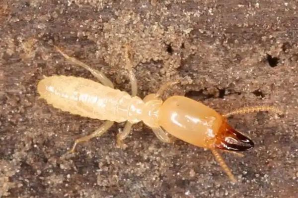 帝王花有什么虫害,常见介壳虫、黑甲虫等种类