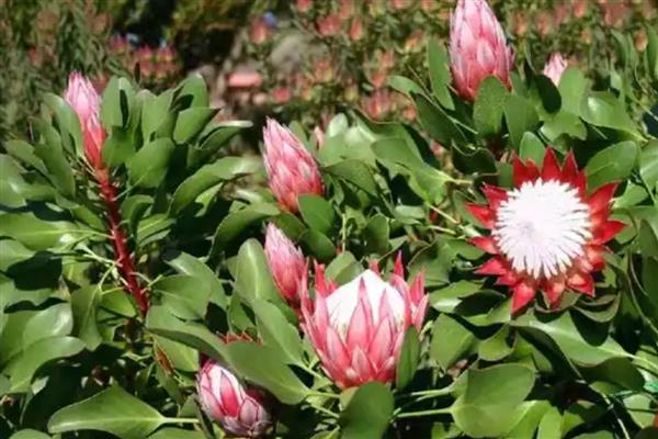 帝王花有什么虫害,常见介壳虫、黑甲虫等种类