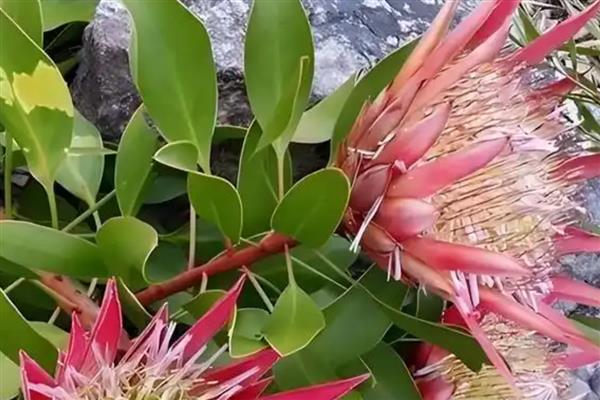 帝王花有什么虫害,常见介壳虫、黑甲虫等种类