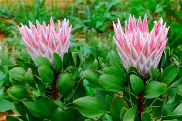 帝王花有什么虫害,常见介壳虫、黑甲虫等种类