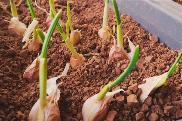 怎么在家种蒜苗，剥除蒜瓣的外皮后再播种