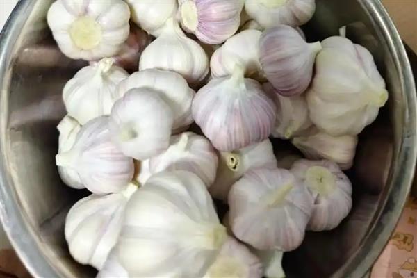怎么在家种蒜苗，剥除蒜瓣的外皮后再播种