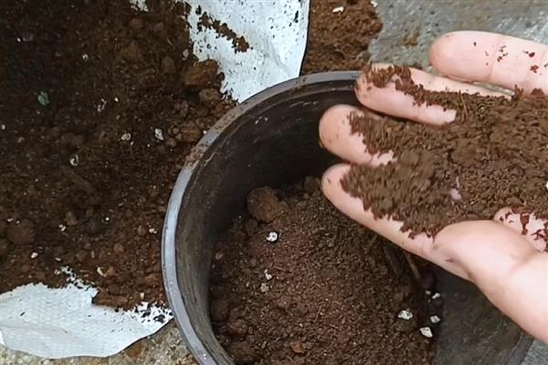 怎么在家种蒜苗，剥除蒜瓣的外皮后再播种