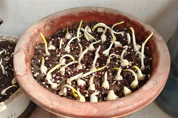 怎么在家种蒜苗，剥除蒜瓣的外皮后再播种