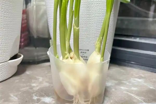 怎么在家种蒜苗，剥除蒜瓣的外皮后再播种