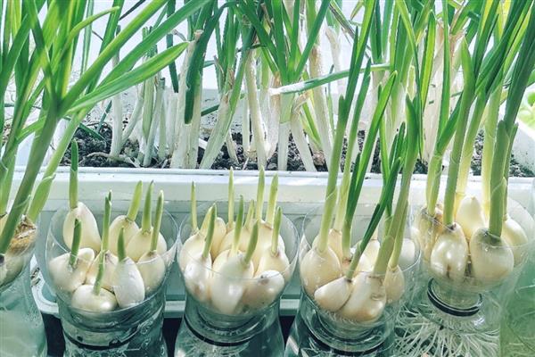 怎么在家种蒜苗，剥除蒜瓣的外皮后再播种