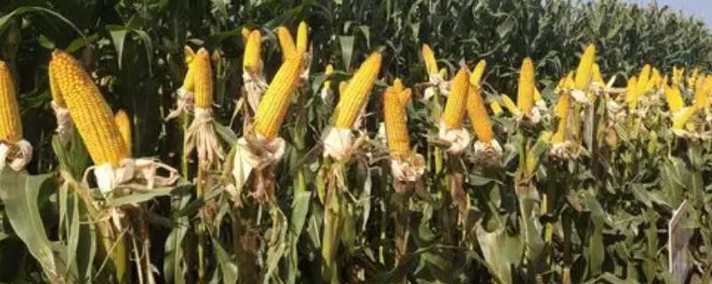 天育108玉米种适合在哪里种植，在吉林省玉米中熟区种植较合适