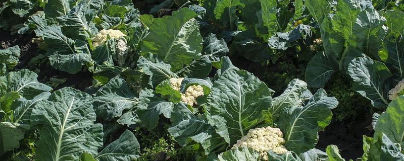 花菜的育苗时间,秋花菜在6-7月份育苗