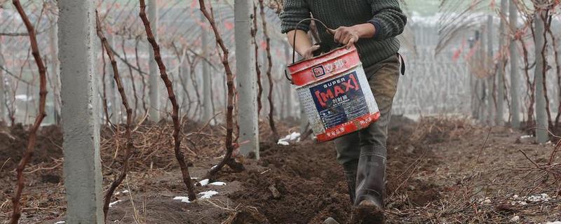 葡萄应该施哪种肥料，春季萌芽前追施氮肥可促进新梢生长