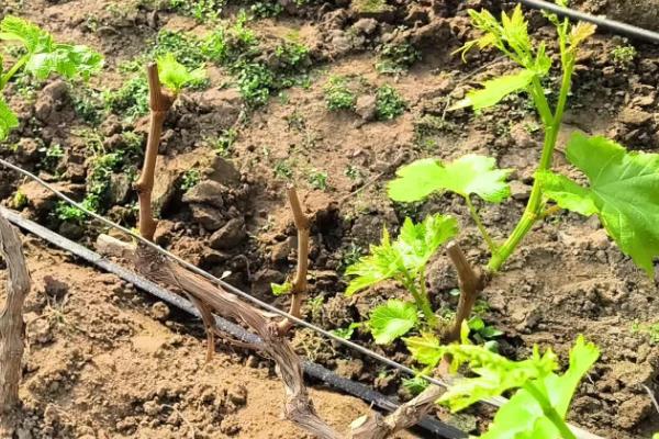 葡萄应该施哪种肥料，春季萌芽前追施氮肥可促进新梢生长