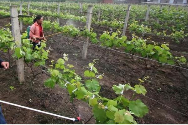 葡萄应该施哪种肥料，春季萌芽前追施氮肥可促进新梢生长