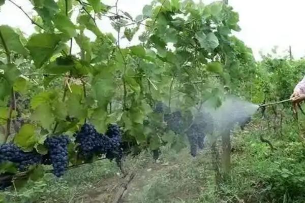 葡萄应该施哪种肥料，春季萌芽前追施氮肥可促进新梢生长