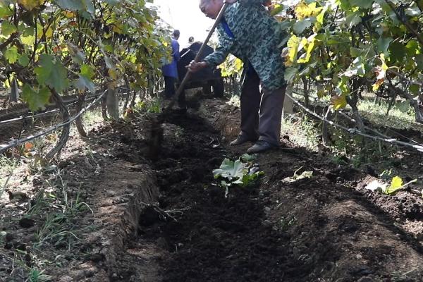 葡萄应该施哪种肥料，春季萌芽前追施氮肥可促进新梢生长