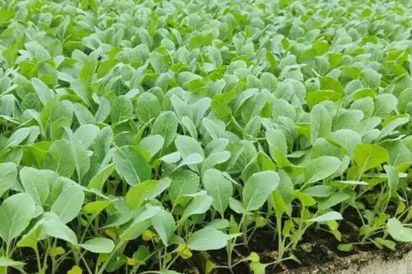 花菜的育苗时间,秋花菜在6-7月份育苗