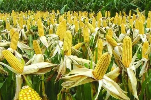 天育108玉米种适合在哪里种植，在吉林省玉米中熟区种植较合适