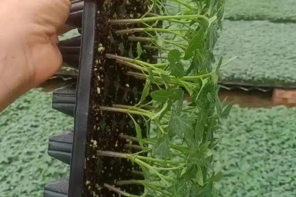 花菜的育苗时间,秋花菜在6-7月份育苗