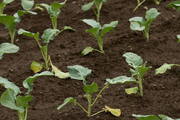 花菜的育苗时间,秋花菜在6-7月份育苗