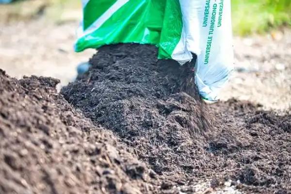 花菜的育苗时间,秋花菜在6-7月份育苗