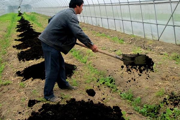 花菜的育苗时间,秋花菜在6-7月份育苗
