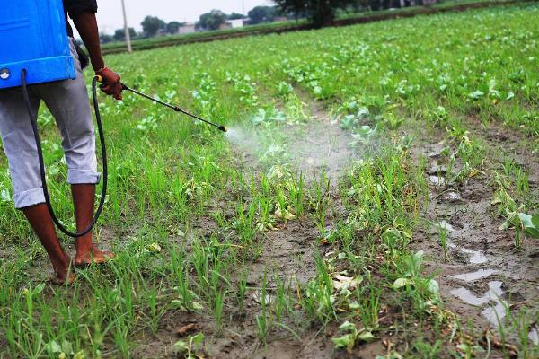 花菜的育苗时间,秋花菜在6-7月份育苗