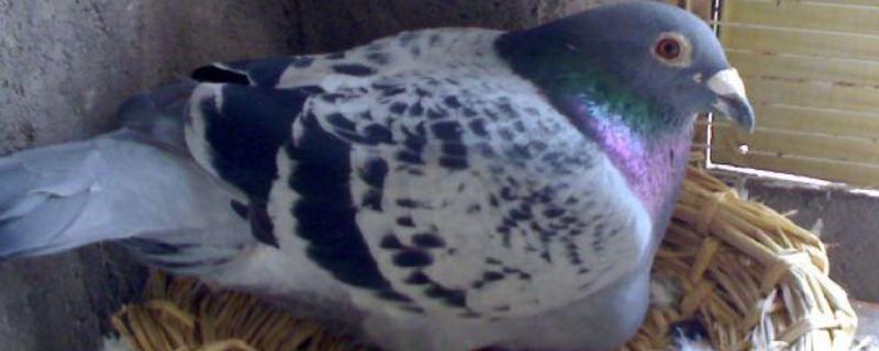 鸽子快生蛋时能换窝吗,不建议换窝