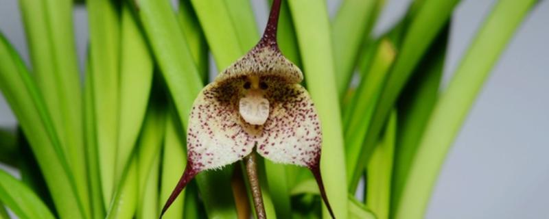 猴面兰花的简介,是一种小型附生兰