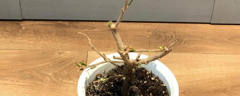 夏天可以给三角梅换盆吗，夏季可以换盆