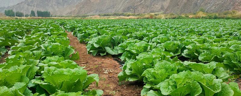 娃娃菜的生长期，生长期在两个月左右
