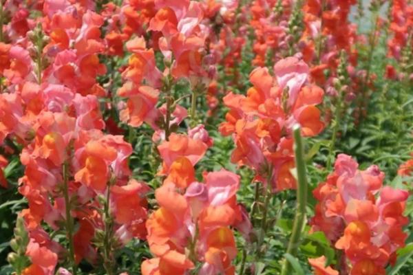金鱼草会不会开花，自然花期为5-7月份