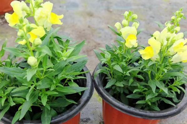金鱼草会不会开花，自然花期为5-7月份