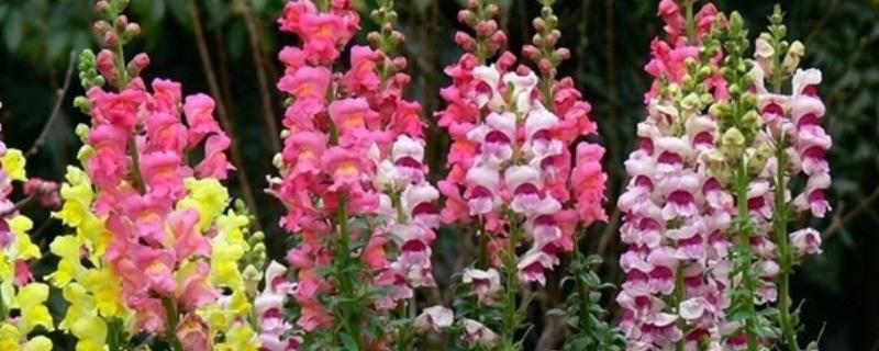 金鱼草会不会开花，自然花期为5-7月份