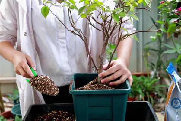 夏天可以给三角梅换盆吗,夏季可以换盆