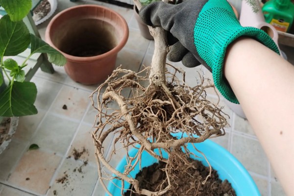 夏天可以给三角梅换盆吗,夏季可以换盆