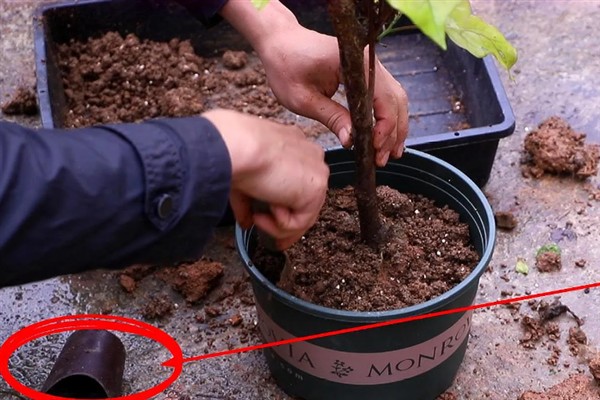 夏天可以给三角梅换盆吗,夏季可以换盆