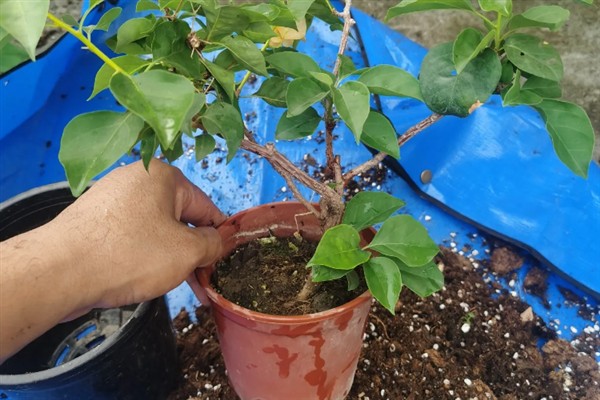 夏天可以给三角梅换盆吗,夏季可以换盆