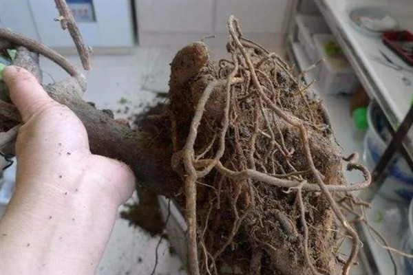 夏天可以给三角梅换盆吗,夏季可以换盆