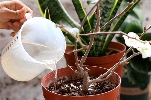 夏天可以给三角梅换盆吗,夏季可以换盆