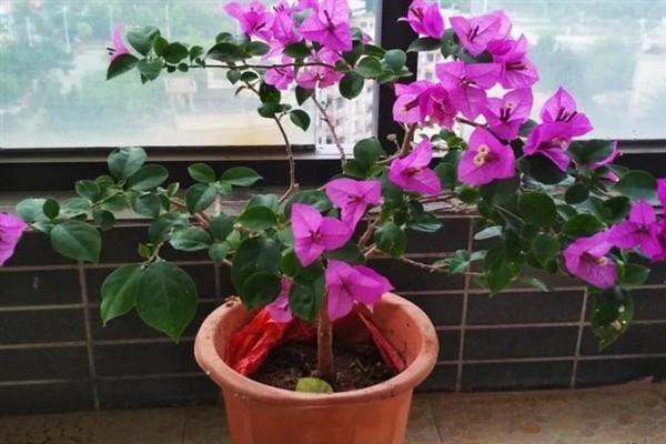 夏天可以给三角梅换盆吗,夏季可以换盆