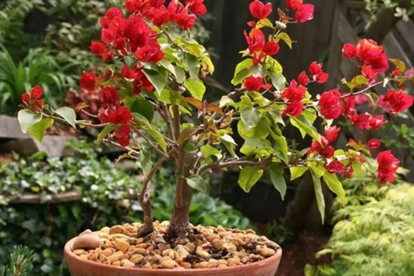 夏天可以给三角梅换盆吗,夏季可以换盆