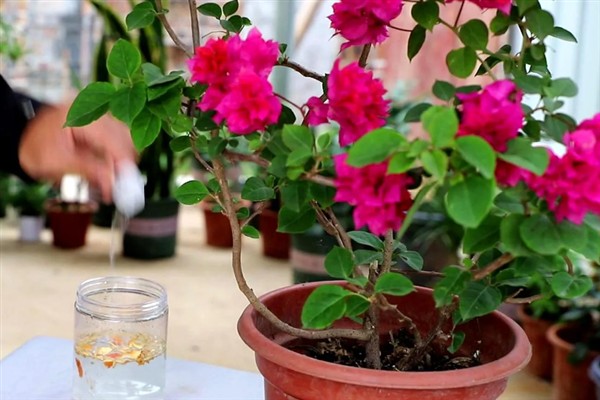 夏天可以给三角梅换盆吗,夏季可以换盆