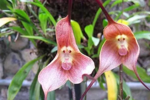 猴面兰花的简介,是一种小型附生兰