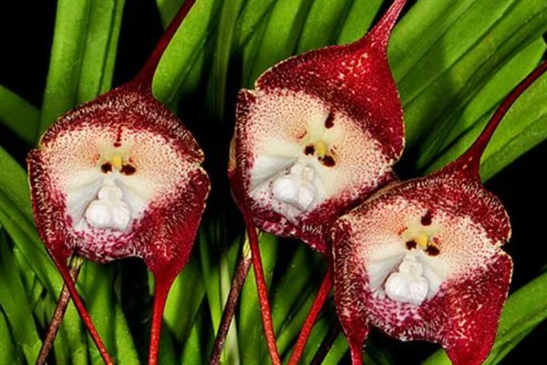 猴面兰花的简介,是一种小型附生兰