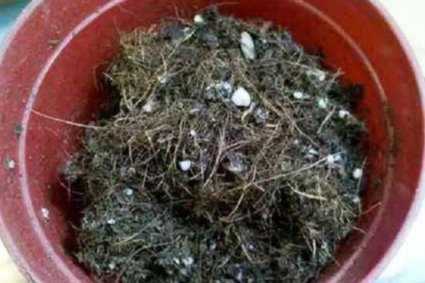 猴面兰花的简介,是一种小型附生兰