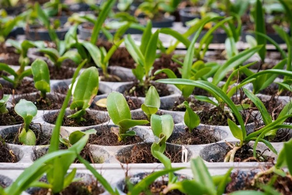 猴面兰花的简介,是一种小型附生兰