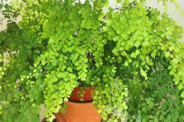 铁线蕨如何养殖,每月施加一次稀薄液肥